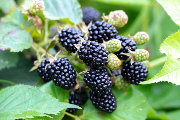 Blackberry Bush Removal in Vancouver