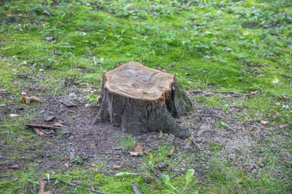 Bush Stump Removal in Vancouver