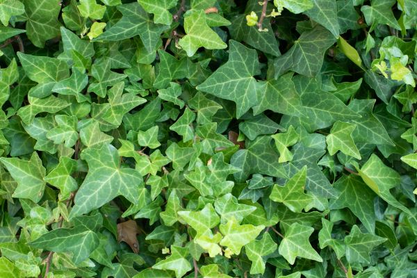 English Ivy Removal in Vancouver