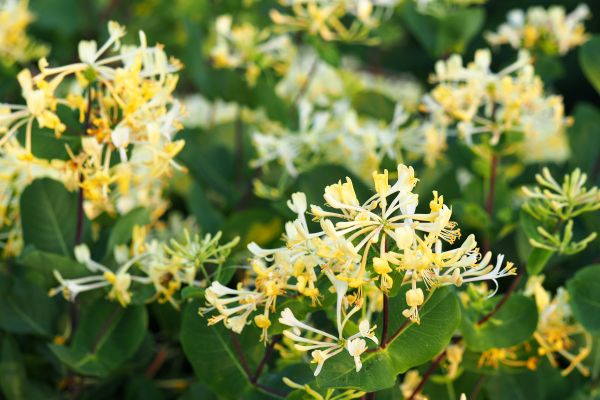 Honeysuckle Removal in Vancouver