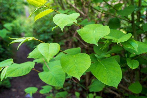 Invasive Plant Removal in Vancouver