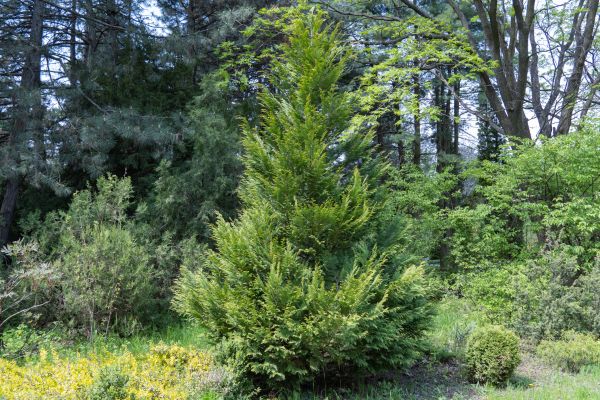 Juniper Pruning in Vancouver