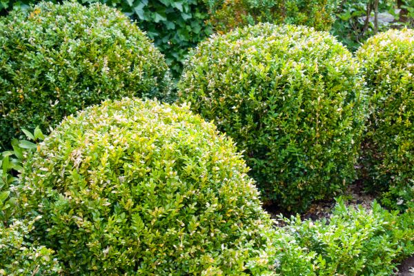 Landscape Trimming Service in Vancouver