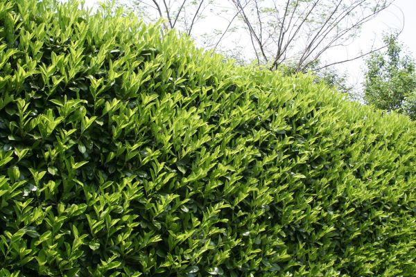 Laurel Removal in Vancouver