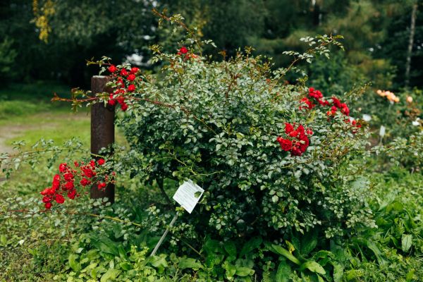 Rose Bush Removal in Vancouver