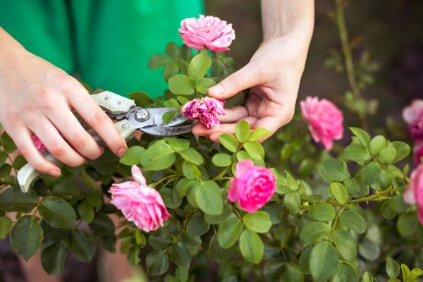 Rose Trimming in Vancouver