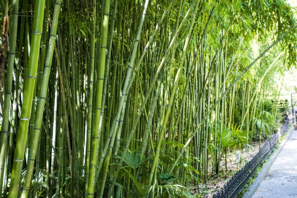 Bamboo Root Removal in Vancouver