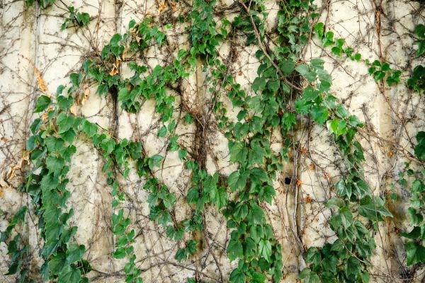 Vine Removal Service in Vancouver