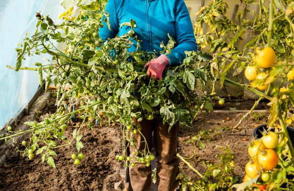 Garden Plant Removal in Vancouver