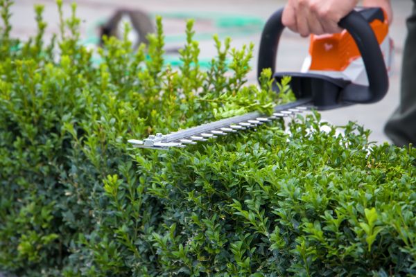 Hedge Shearing in Vancouver