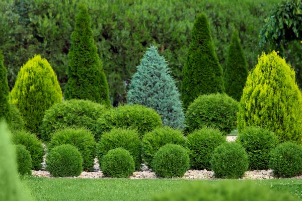 Shrub Shaping in Vancouver