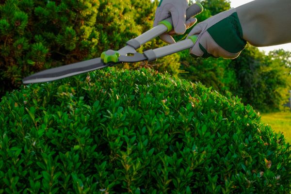 Topiary Shearing in Vancouver