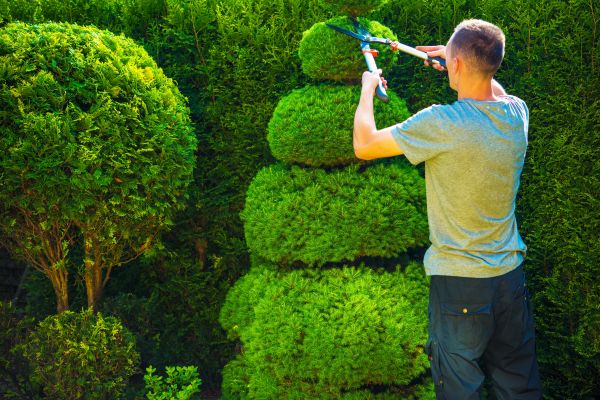 Topiary Shaping in Vancouver