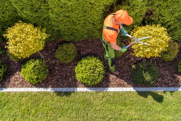 Topiary Trimming in Vancouver