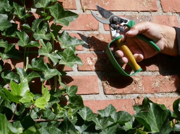 Ivy Removal Service in Vancouver