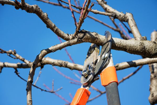 Selective Pruning in Vancouver