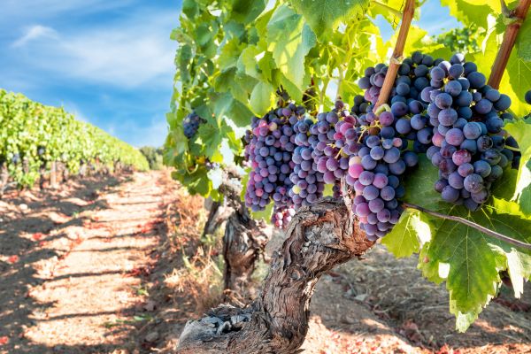 Cost of Grapevine Pruning in Vancouver