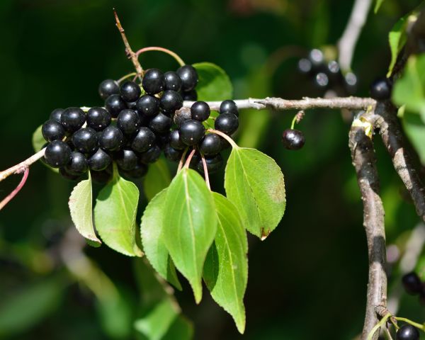 Buckthorn Removal in Vancouver