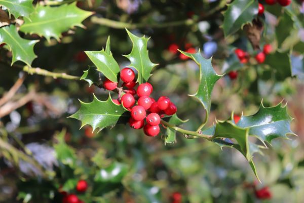 Holly Tree Trimming in Vancouver