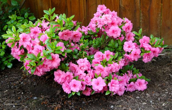 Azaleas Removal in Vancouver