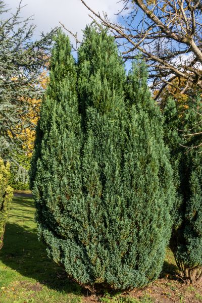 Juniper Trimming in Vancouver