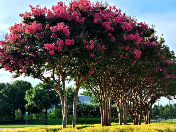 Cost of Crepe Myrtle Pruning in Vancouver