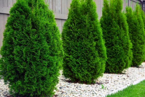 Arborvitae Pruning in Vancouver