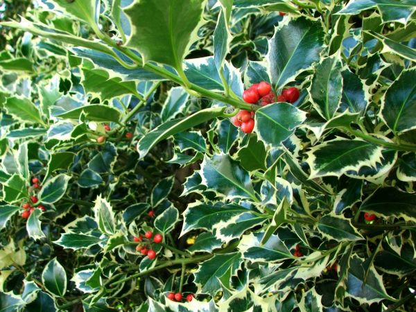 Holly Bushes Trimming in Vancouver