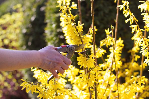 Forsythia Pruning in Vancouver