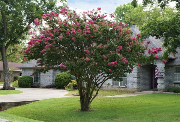 Crepe Myrtle Trimming in Vancouver