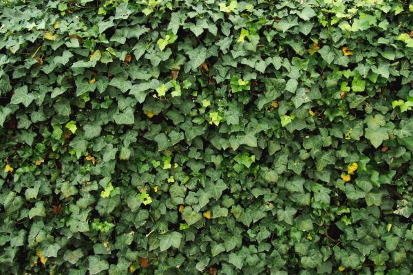 Ivy Pruning service in Vancouver