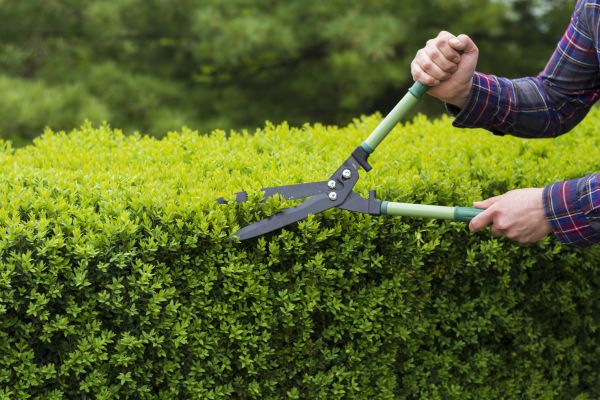 Evergreen Shrub Pruning in Vancouver