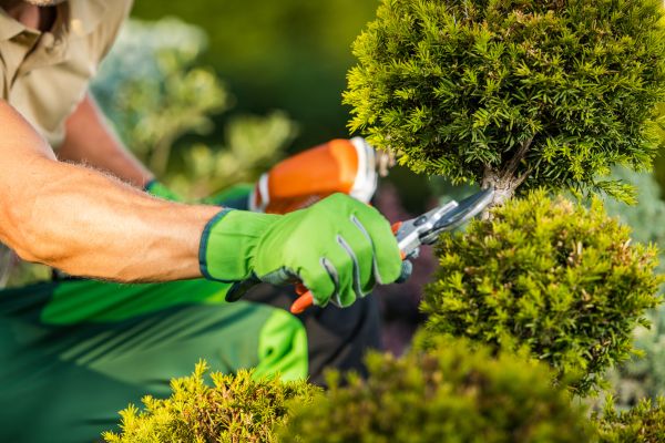 Landscape Pruning Service in Vancouver