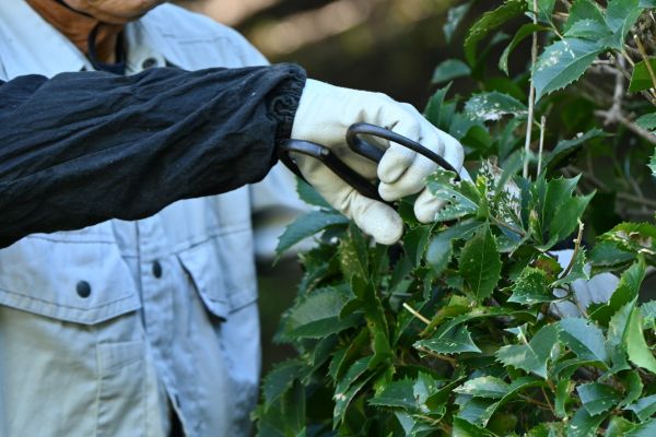 Holly Pruning in Vancouver