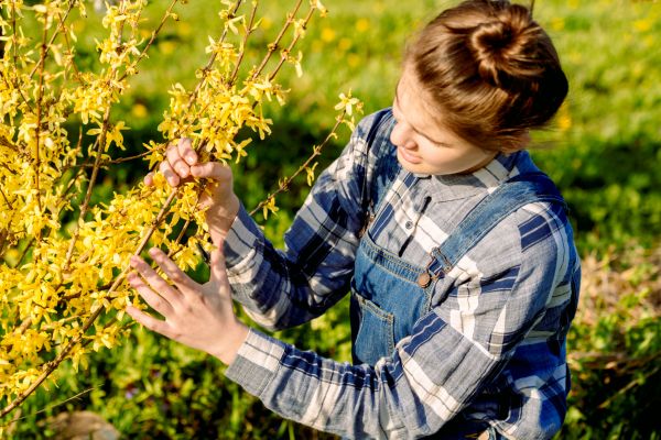 Forsythia Trimming in Vancouver