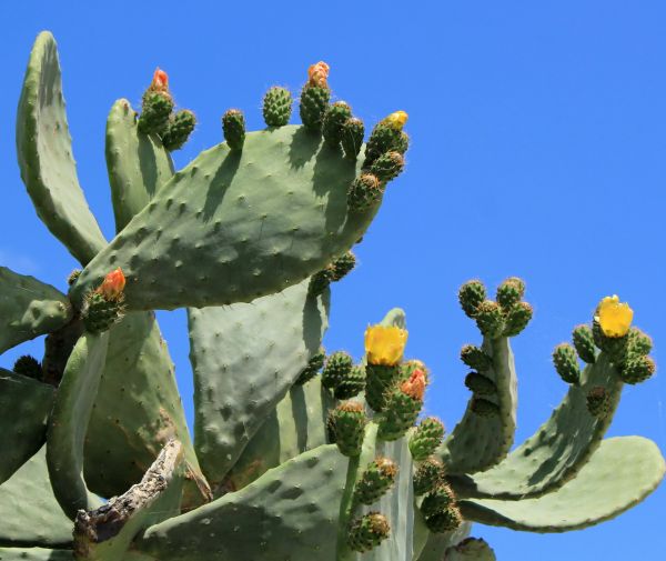Cactus Removal in Vancouver