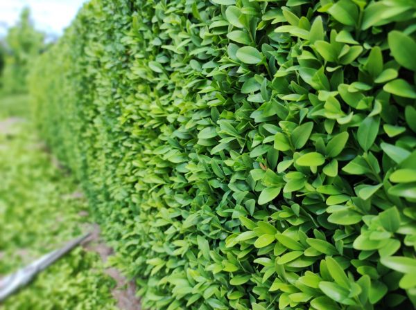 Cost of Boxwood Pruning in Vancouver