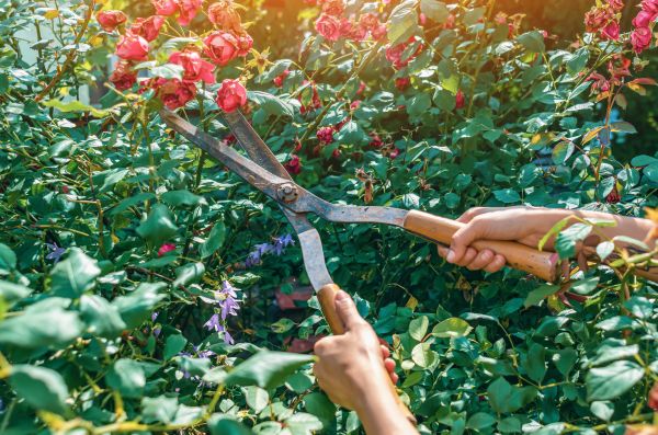 Knockout Roses Pruning in Vancouver