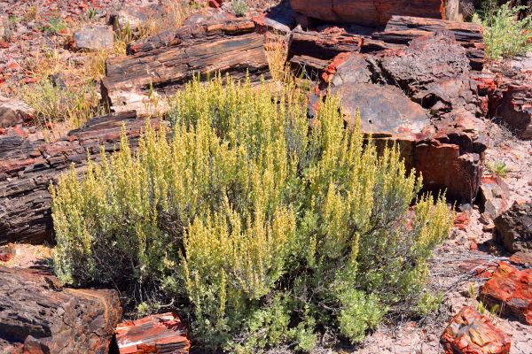 Sagebrush Removal in Vancouver