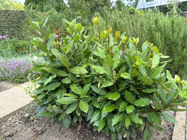 Laurel Hedge Trimming in Vancouver