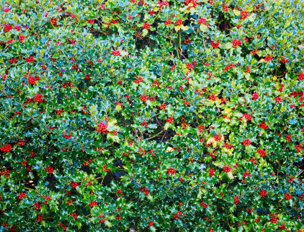 Holly Bush Removal in Vancouver
