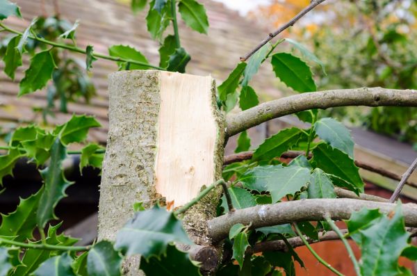 Holly Tree Removal in Vancouver