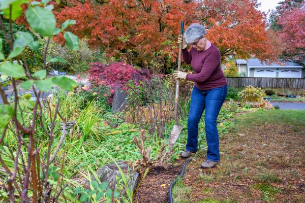 Dead Bush Removal in Vancouver