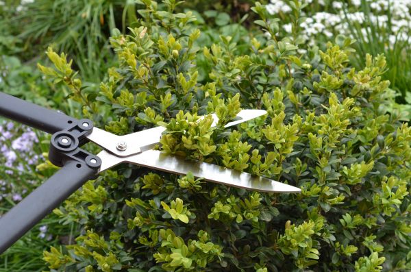 Cost of Boxwood Trimming in Vancouver