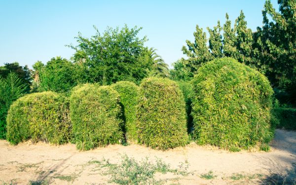 Bamboo Hedge Removal in Vancouver