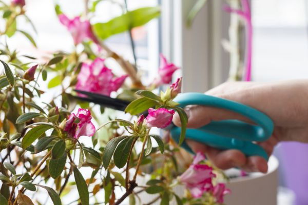 Azalea Pruning in Vancouver