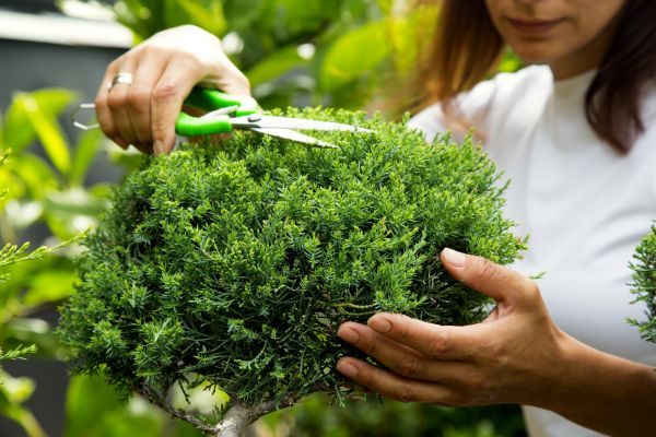 Juniper Shrub Pruning in Vancouver