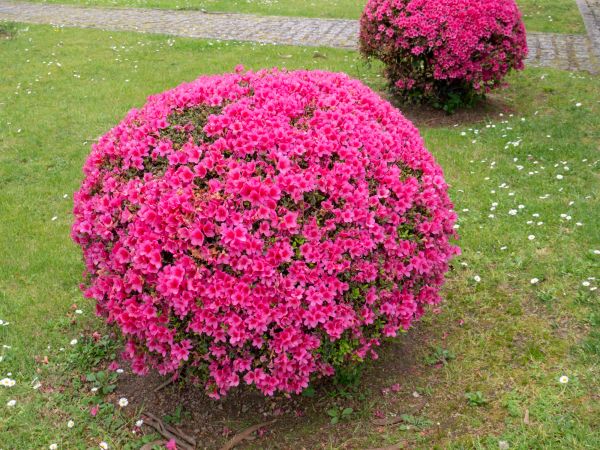 Rhododendron Pruning in Vancouver
