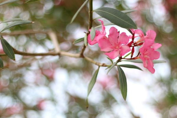 Oleander Removal in Vancouver