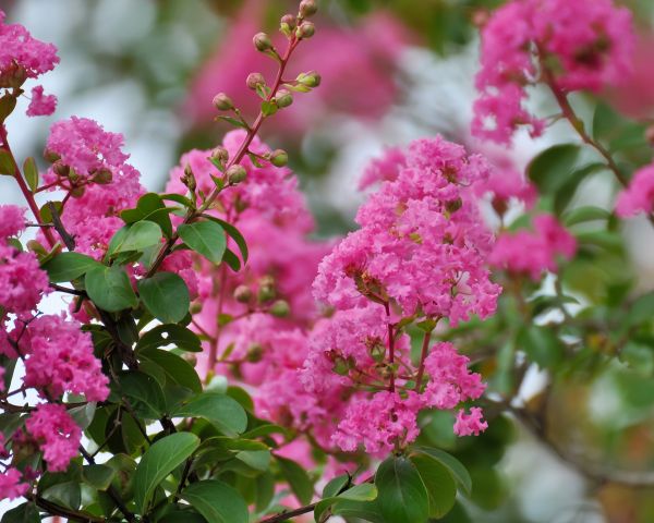 Crepe Myrtle Removal in Vancouver